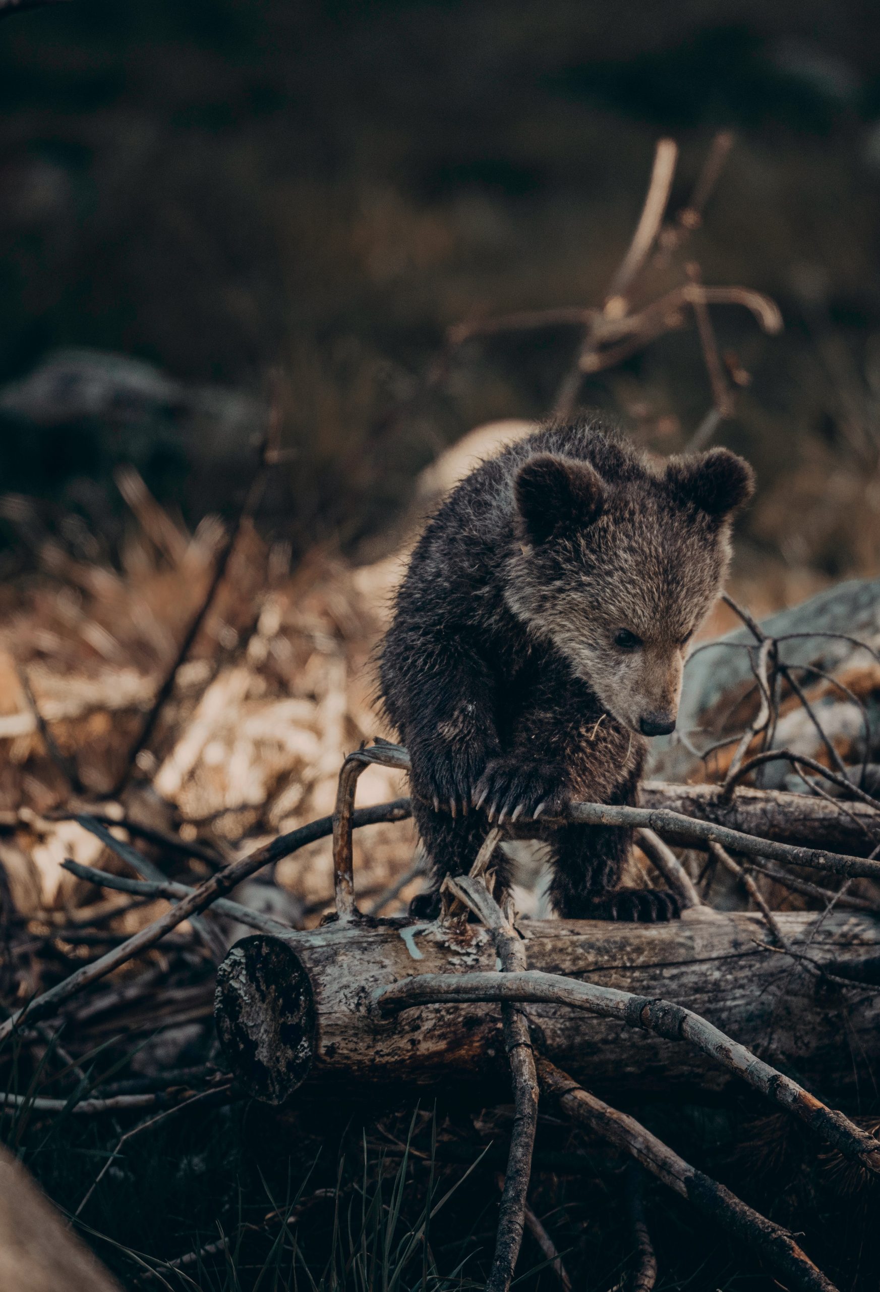 Baligród: leśniczy nagrał niedźwiedzia na parkingu