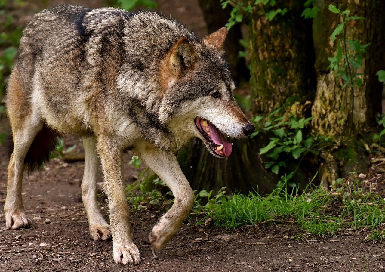 W Bieszczadach odbyła się konferencja na temat problemów związanych z wilkami